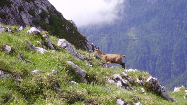 Sommer im Zillertal